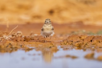 Greater short-toed lark (Calandrella brachydactyla) on a farmers field, Belchite, Aragon,