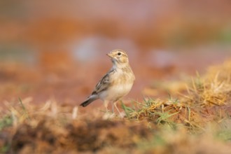 Greater short-toed lark (Calandrella brachydactyla) on a farmers field, Belchite, Aragon,