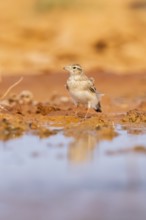 Greater short-toed lark (Calandrella brachydactyla) on a farmers field, Belchite, Aragon,