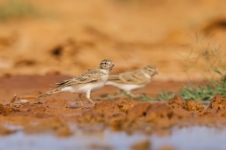Greater short-toed lark (Calandrella brachydactyla) on a farmers field, Belchite, Aragon,