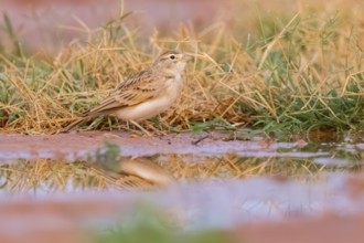 Greater short-toed lark (Calandrella brachydactyla) on a farmers field, Belchite, Aragon,