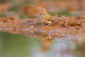 Greater short-toed lark (Calandrella brachydactyla) on a farmers field, Belchite, Aragon,