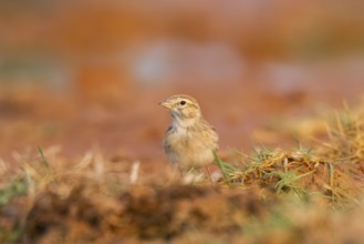 Greater short-toed lark (Calandrella brachydactyla) on a farmers field, Belchite, Aragon,