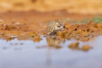 Greater short-toed lark (Calandrella brachydactyla) on a farmers field, Belchite, Aragon,