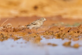 Greater short-toed lark (Calandrella brachydactyla) on a farmers field, Belchite, Aragon,