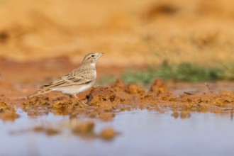 Greater short-toed lark (Calandrella brachydactyla) on a farmers field, Belchite, Aragon,
