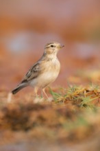 Greater short-toed lark (Calandrella brachydactyla) on a farmers field, Belchite, Aragon,
