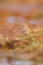 Greater short-toed lark (Calandrella brachydactyla) on a farmers field, Belchite, Aragon,