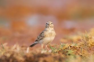 Greater short-toed lark (Calandrella brachydactyla) on a farmers field, Belchite, Aragon,