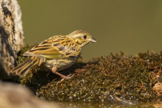 Yellowhammer (Emberiza citrinella) at a water pool, Pinos, Solsona, Catalonia, Spain