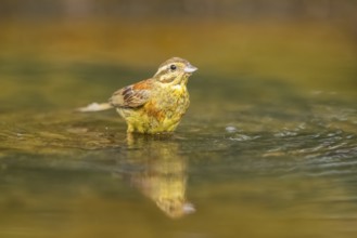 Yellowhammer (Emberiza citrinella) at a water pool, Pinos, Solsona, Catalonia, Spain