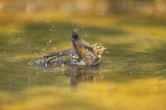 Yellowhammer (Emberiza citrinella) bathing in a water pool, Pinos, Solsona, Catalonia, Spain