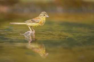 Yellowhammer (Emberiza citrinella) at a water pool, Pinos, Solsona, Catalonia, Spain
