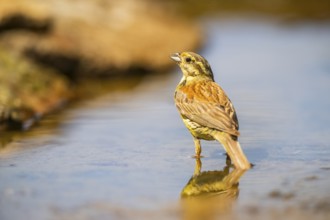 Yellowhammer (Emberiza citrinella) at a water pool, Pinos, Solsona, Catalonia, Spain