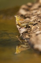 Yellowhammer (Emberiza citrinella) at a water pool, Pinos, Solsona, Catalonia, Spain