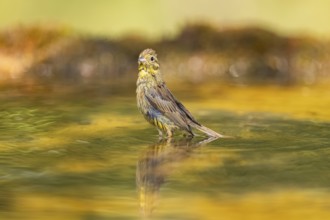 Yellowhammer (Emberiza citrinella) bathing in a water pool, Pinos, Solsona, Catalonia, Spain