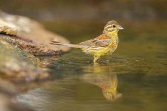 Yellowhammer (Emberiza citrinella) at a water pool, Pinos, Solsona, Catalonia, Spain