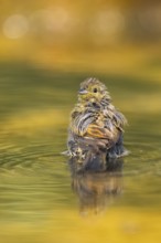 Yellowhammer (Emberiza citrinella) at a water pool, Pinos, Solsona, Catalonia, Spain