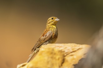 Yellowhammer (Emberiza citrinella) sitting on a rock, Pinos, Solsona, Catalonia, Spain