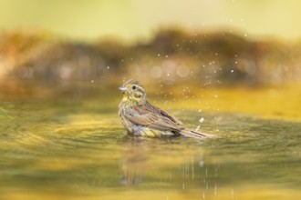 Yellowhammer (Emberiza citrinella) bathing in a water pool, Pinos, Solsona, Catalonia, Spain
