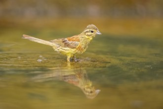 Yellowhammer (Emberiza citrinella) at a water pool, Pinos, Solsona, Catalonia, Spain