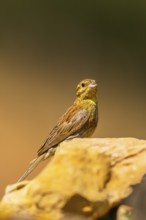 Yellowhammer (Emberiza citrinella) sitting on a rock, Pinos, Solsona, Catalonia, Spain