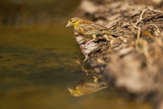Yellowhammer (Emberiza citrinella) at a water pool, Pinos, Solsona, Catalonia, Spain
