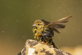Yellowhammer (Emberiza citrinella) sitting on a rock at a water pool, Pinos, Solsona, Catalonia,
