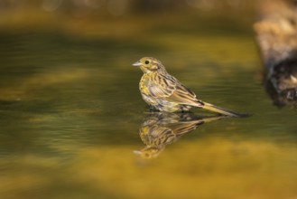 Yellowhammer (Emberiza citrinella) at a water pool, Pinos, Solsona, Catalonia, Spain