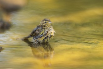 Yellowhammer (Emberiza citrinella) at a water pool, Pinos, Solsona, Catalonia, Spain
