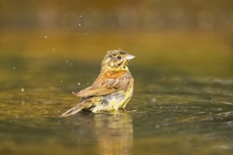 Yellowhammer (Emberiza citrinella) at a water pool, Pinos, Solsona, Catalonia, Spain