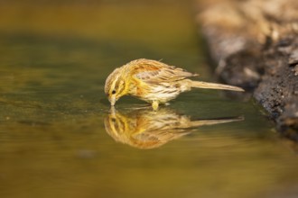 Yellowhammer (Emberiza citrinella) drinking at a water pool, Pinos, Solsona, Catalonia, Spain