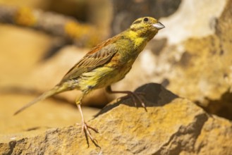 Yellowhammer (Emberiza citrinella) at a water pool, Pinos, Solsona, Catalonia, Spain