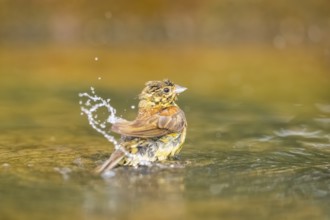 Yellowhammer (Emberiza citrinella) bathing in a water pool, Pinos, Solsona, Catalonia, Spain