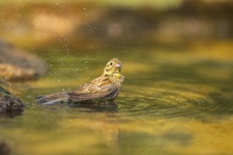 Yellowhammer (Emberiza citrinella) bathing in a water pool, Pinos, Solsona, Catalonia, Spain