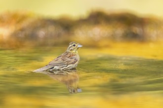 Yellowhammer (Emberiza citrinella) at a water pool, Pinos, Solsona, Catalonia, Spain