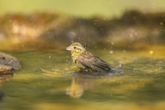 Yellowhammer (Emberiza citrinella) bathing in a water pool, Pinos, Solsona, Catalonia, Spain