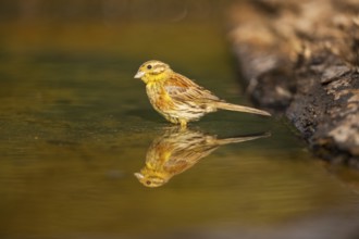 Yellowhammer (Emberiza citrinella) at a water pool, Pinos, Solsona, Catalonia, Spain