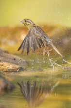 Yellowhammer (Emberiza citrinella) flying from a water pool, Pinos, Solsona, Catalonia, Spain