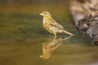 Yellowhammer (Emberiza citrinella) at a water pool, Pinos, Solsona, Catalonia, Spain