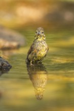 Yellowhammer (Emberiza citrinella) at a water pool, Pinos, Solsona, Catalonia, Spain