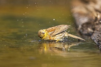 Yellowhammer (Emberiza citrinella) bathing in a water pool, Pinos, Solsona, Catalonia, Spain