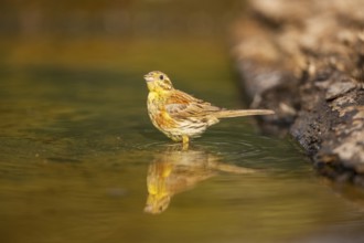 Yellowhammer (Emberiza citrinella) at a water pool, Pinos, Solsona, Catalonia, Spain