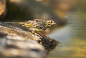 Yellowhammer (Emberiza citrinella) at a water pool, Pinos, Solsona, Catalonia, Spain