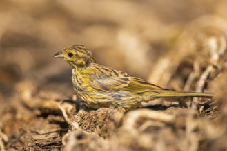 Yellowhammer (Emberiza citrinella) at a water pool, Pinos, Solsona, Catalonia, Spain