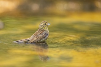 Yellowhammer (Emberiza citrinella) at a water pool, Pinos, Solsona, Catalonia, Spain