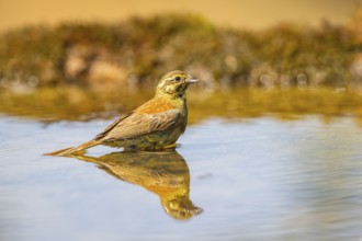 Yellowhammer (Emberiza citrinella) at a water pool, Pinos, Solsona, Catalonia, Spain
