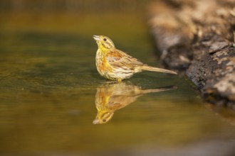 Yellowhammer (Emberiza citrinella) at a water pool, Pinos, Solsona, Catalonia, Spain