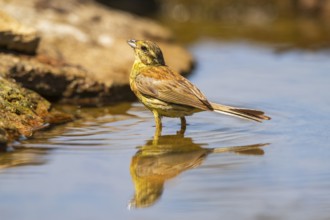 Yellowhammer (Emberiza citrinella) at a water pool, Pinos, Solsona, Catalonia, Spain