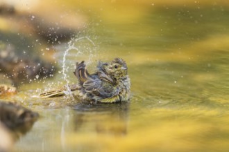 Yellowhammer (Emberiza citrinella) bathing in a water pool, Pinos, Solsona, Catalonia, Spain